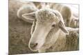 Premium Photographic Print