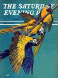 "Three Parrots," Saturday Evening Post Cover, March 11, 1939-Julius Moessel-Framed Giclee Print
