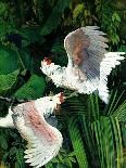 "Two Cockatoos,"September 3, 1938-Julius Moessel-Giclee Print