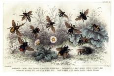 Study of Different Bees, Engraved J. Bishop-Julius Stewart-Framed Premier Image Canvas