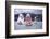 July 1973: Sailing in Bermuda-Alfred Eisenstaedt-Framed Photographic Print