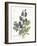 July Delphinium on White-Katie Pertiet-Framed Art Print