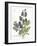 July Delphinium on White-Katie Pertiet-Framed Art Print