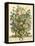 July-Robert Furber-Framed Stretched Canvas