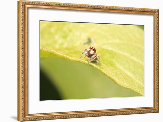 Jumber-Tanachot Srijam-Framed Photographic Print