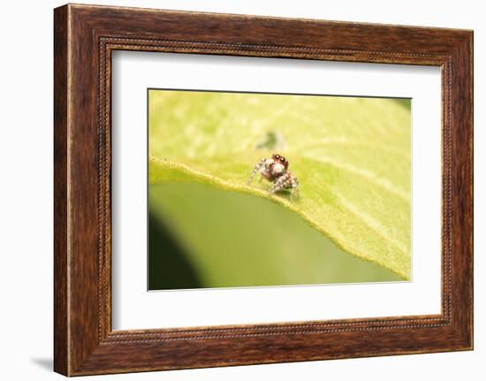 Jumber-Tanachot Srijam-Framed Photographic Print