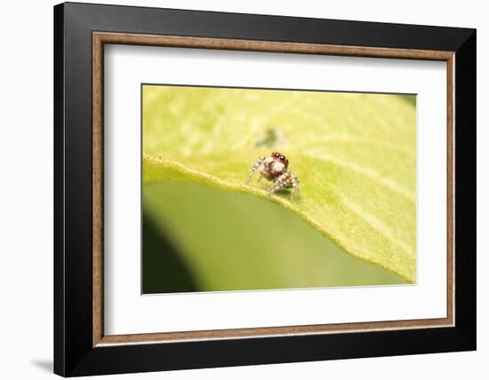 Jumber-Tanachot Srijam-Framed Photographic Print