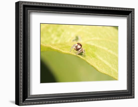 Jumber-Tanachot Srijam-Framed Photographic Print