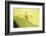 Jumber-Tanachot Srijam-Framed Photographic Print