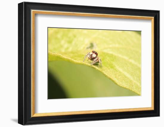 Jumber-Tanachot Srijam-Framed Photographic Print