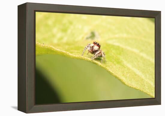 Jumber-Tanachot Srijam-Framed Premier Image Canvas