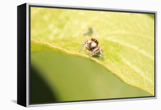 Jumber-Tanachot Srijam-Framed Premier Image Canvas