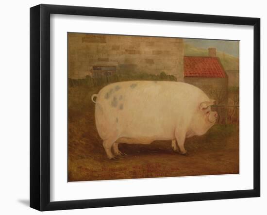 `Jumbo', 16 Months Old, 41 Stone, Bred by J. Young, Newholm, Yorkshire, 1886-William Henderson-Framed Giclee Print