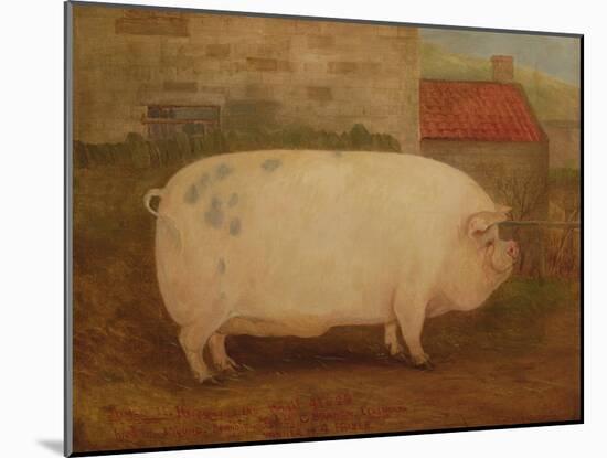 `Jumbo', 16 Months Old, 41 Stone, Bred by J. Young, Newholm, Yorkshire, 1886-William Henderson-Mounted Giclee Print