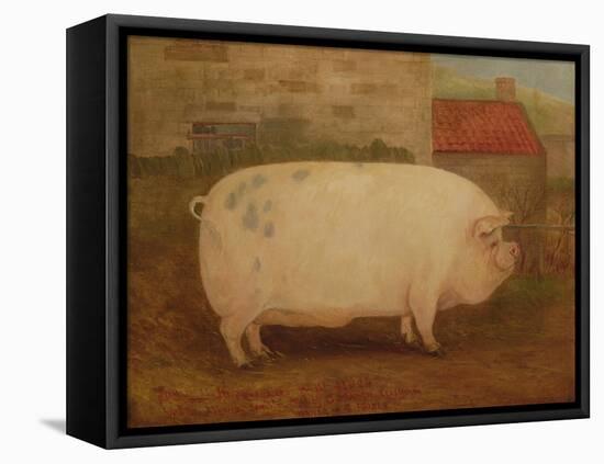 `Jumbo', 16 Months Old, 41 Stone, Bred by J. Young, Newholm, Yorkshire, 1886-William Henderson-Framed Premier Image Canvas