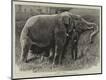 Premium Giclee Print