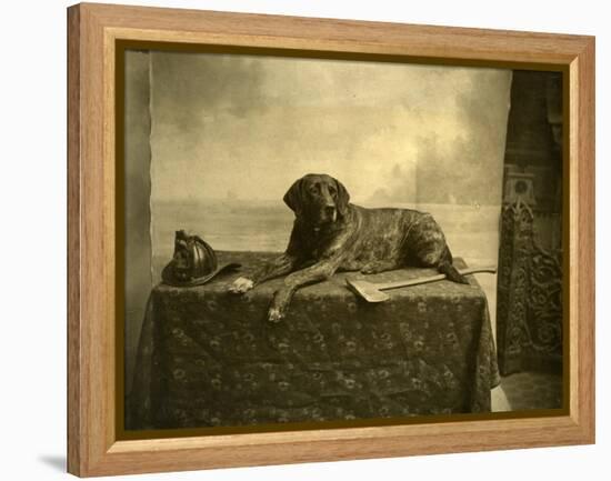 Jumbo, Mascot of Tacoma Fire Department, Engine Co. No. 4 (October 4, 1902)-null-Framed Premier Image Canvas