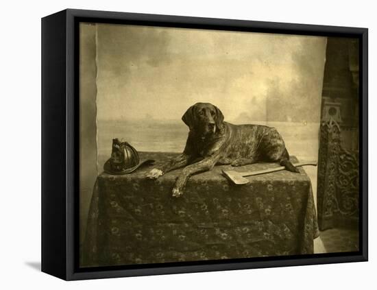 Jumbo, Mascot of Tacoma Fire Department, Engine Co. No. 4 (October 4, 1902)-null-Framed Premier Image Canvas