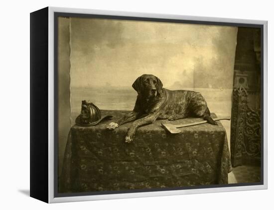 Jumbo, Mascot of Tacoma Fire Department, Engine Co. No. 4 (October 4, 1902)-null-Framed Premier Image Canvas