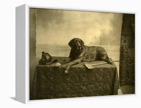 Jumbo, Mascot of Tacoma Fire Department, Engine Co. No. 4 (October 4, 1902)-null-Framed Premier Image Canvas