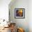 Jumbo Orange and Grapefruit-null-Framed Giclee Print displayed on a wall