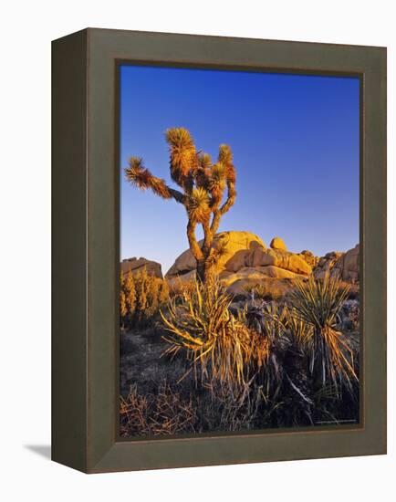 Jumbo rocks at Joshua Tree National Park, California, USA-Chuck Haney-Framed Premier Image Canvas