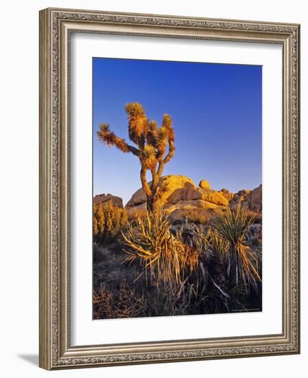 Jumbo rocks at Joshua Tree National Park, California, USA-Chuck Haney-Framed Photographic Print