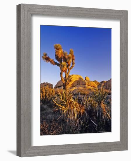 Jumbo rocks at Joshua Tree National Park, California, USA-Chuck Haney-Framed Photographic Print