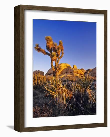 Jumbo rocks at Joshua Tree National Park, California, USA-Chuck Haney-Framed Photographic Print