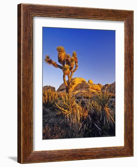 Jumbo rocks at Joshua Tree National Park, California, USA-Chuck Haney-Framed Photographic Print