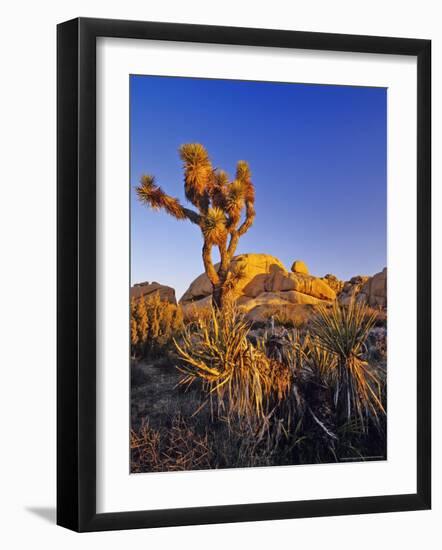 Jumbo rocks at Joshua Tree National Park, California, USA-Chuck Haney-Framed Photographic Print