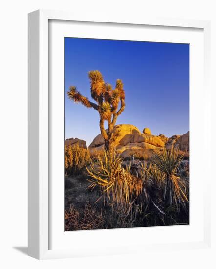 Jumbo rocks at Joshua Tree National Park, California, USA-Chuck Haney-Framed Photographic Print
