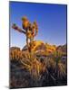 Jumbo rocks at Joshua Tree National Park, California, USA-Chuck Haney-Mounted Photographic Print