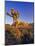Jumbo rocks at Joshua Tree National Park, California, USA-Chuck Haney-Mounted Photographic Print