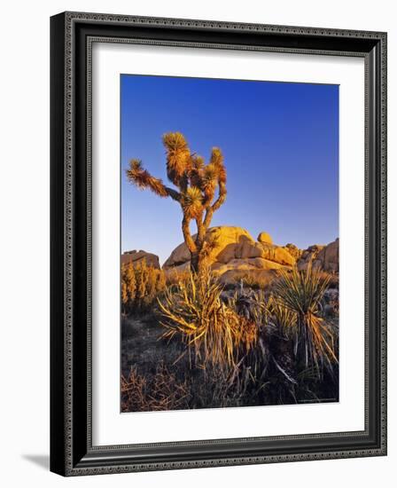 Jumbo rocks at Joshua Tree National Park, California, USA-Chuck Haney-Framed Photographic Print