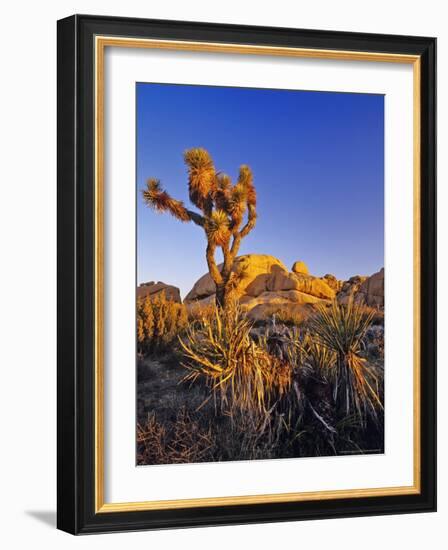 Jumbo rocks at Joshua Tree National Park, California, USA-Chuck Haney-Framed Photographic Print