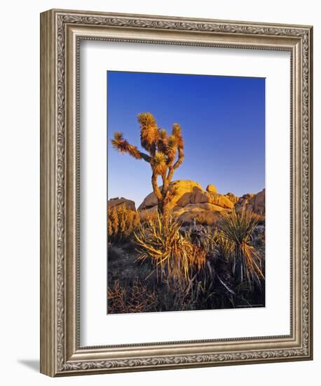 Jumbo rocks at Joshua Tree National Park, California, USA-Chuck Haney-Framed Photographic Print