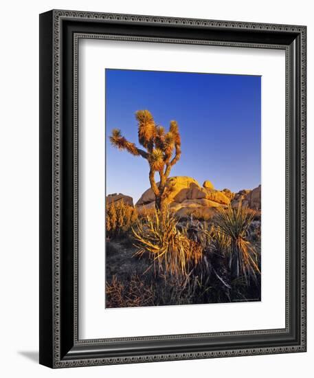 Jumbo rocks at Joshua Tree National Park, California, USA-Chuck Haney-Framed Photographic Print