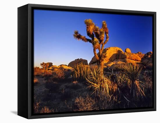 Jumbo Rocks at Joshua Tree National Park in California, USA-Chuck Haney-Framed Premier Image Canvas