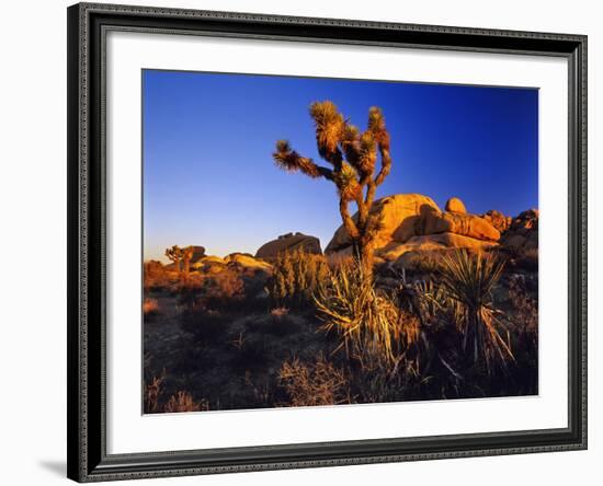 Jumbo Rocks at Joshua Tree National Park in California, USA-Chuck Haney-Framed Photographic Print