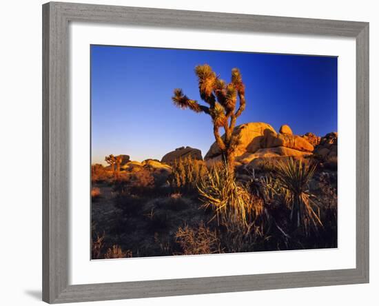 Jumbo Rocks at Joshua Tree National Park in California, USA-Chuck Haney-Framed Photographic Print