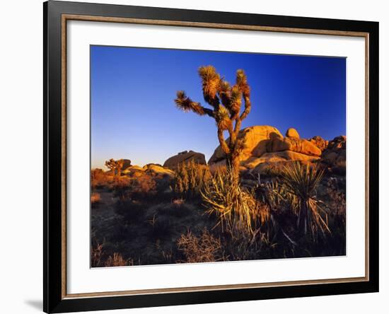 Jumbo Rocks at Joshua Tree National Park in California, USA-Chuck Haney-Framed Photographic Print