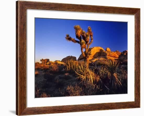 Jumbo Rocks at Joshua Tree National Park in California, USA-Chuck Haney-Framed Photographic Print