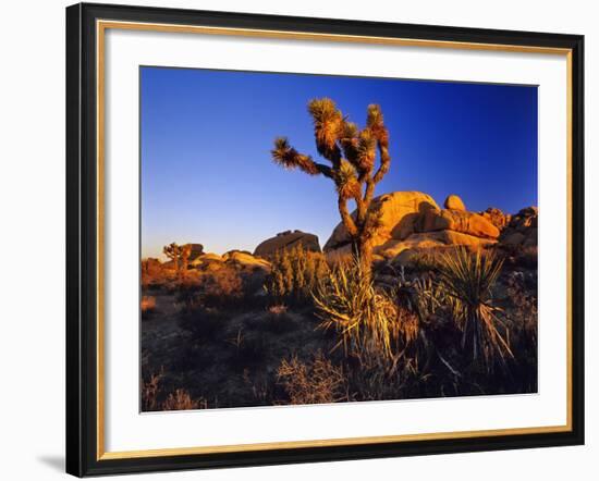 Jumbo Rocks at Joshua Tree National Park in California, USA-Chuck Haney-Framed Photographic Print