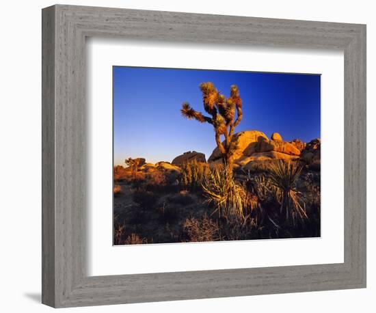 Jumbo Rocks at Joshua Tree National Park in California, USA-Chuck Haney-Framed Photographic Print