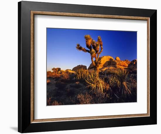 Jumbo Rocks at Joshua Tree National Park in California, USA-Chuck Haney-Framed Photographic Print