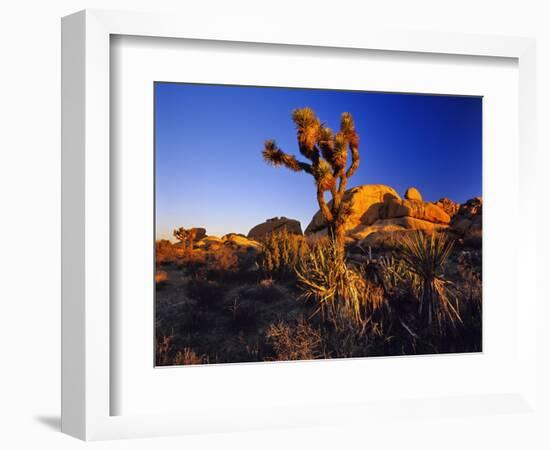 Jumbo Rocks at Joshua Tree National Park in California, USA-Chuck Haney-Framed Photographic Print