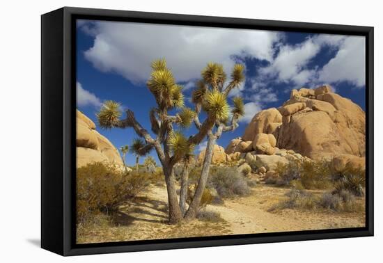 Jumbo Rocks, Joshua Tree National Park, California, USA-Charles Gurche-Framed Premier Image Canvas