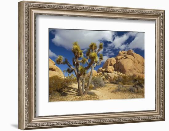 Jumbo Rocks, Joshua Tree National Park, California, USA-Charles Gurche-Framed Photographic Print