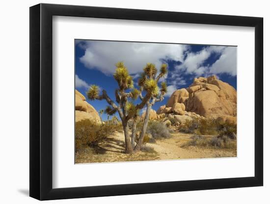 Jumbo Rocks, Joshua Tree National Park, California, USA-Charles Gurche-Framed Photographic Print